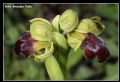 Ophrys obaesa